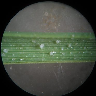 microscope leaf with tiny salt rocks on it