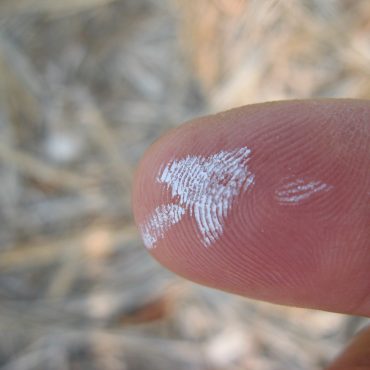 close up of finger with white residue on it