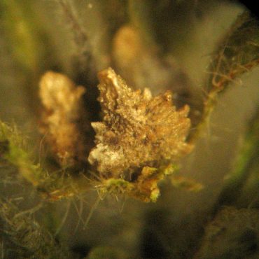spikey brown tear drop shaped nutlet under microscope