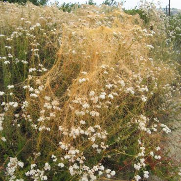 white California Buckwheat blossoms in dry yellow brush