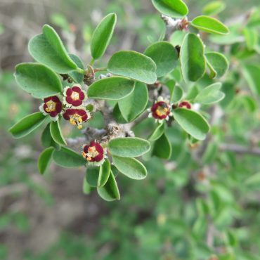 plant branch with green leaves and white and red tiny flowers