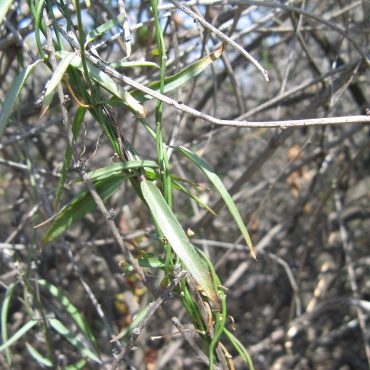long, narrow green leaf