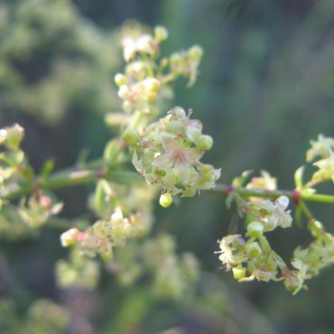 male green and pink bedstraw flower and buds