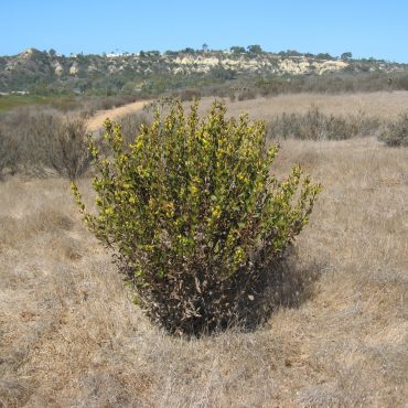 single Orcutt's Goldenbush growing in dry brush