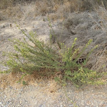 plant on trail with long stems and seed pods on them