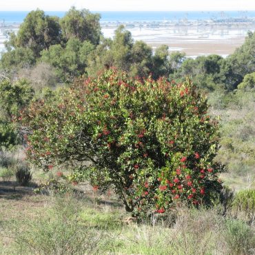 bush in a field with red berries all over it