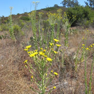 plant with yellow flowers