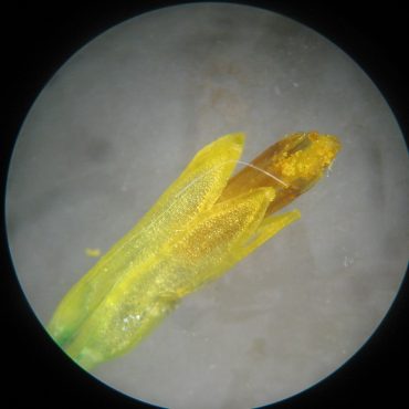 yellow floret under microscope