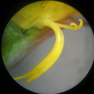 yellow flower petal curved under microscope