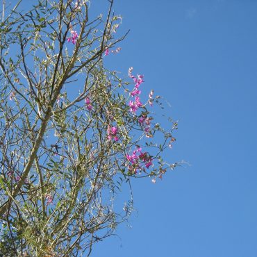 purple flowers in tree branch