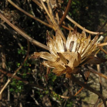 dried brown flower