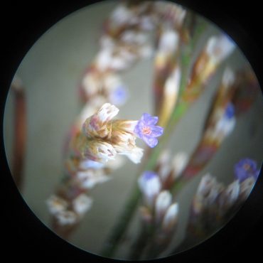 microscopic view of small purple flowers