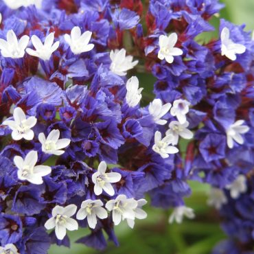 close up of purple and white blossoms