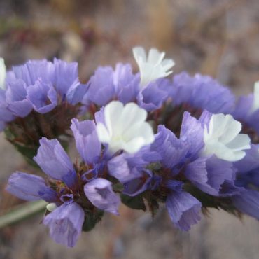 white and purple flowers