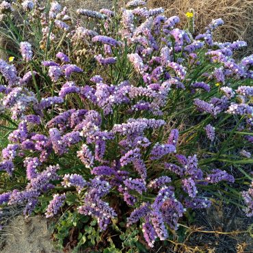 white and purple flowers in plant bush
