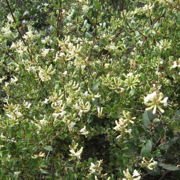 bush with small cream colored flowers on branches