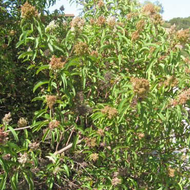 droopy leaves on bush with white flowers