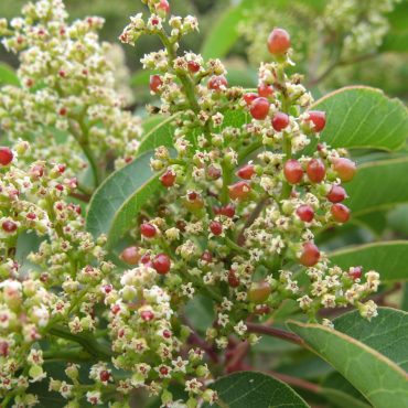 white flowers with mini red berries on it