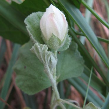 Unopened flower bud of Alkali Mallow