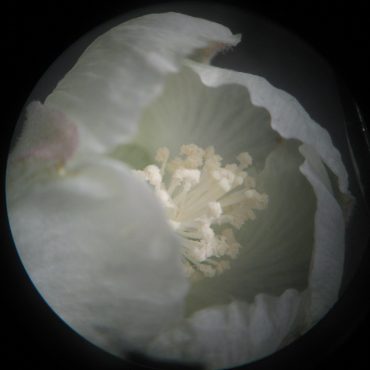 Closeup of Alkali Mallow flower