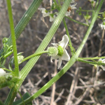 White flowers growing from green stem