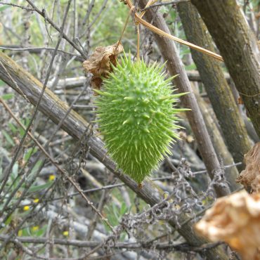 Green orb covered in spikes