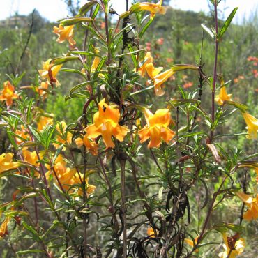 bush of orange bush monkeyflowers