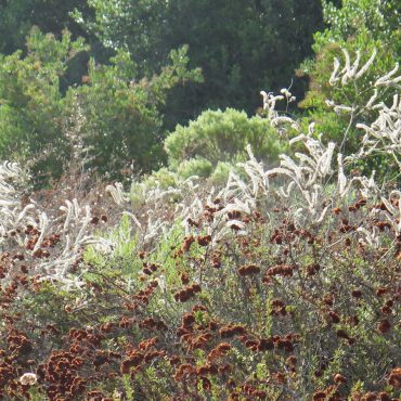 white flowers in bushes