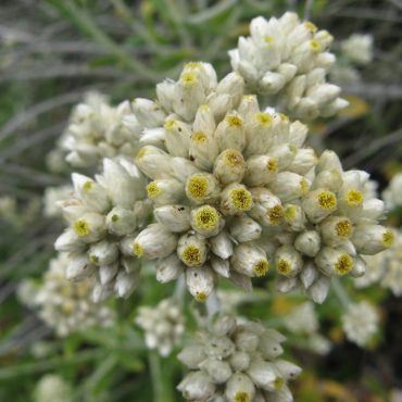 cluster of cream and yellow bicolor everlasting flower buds