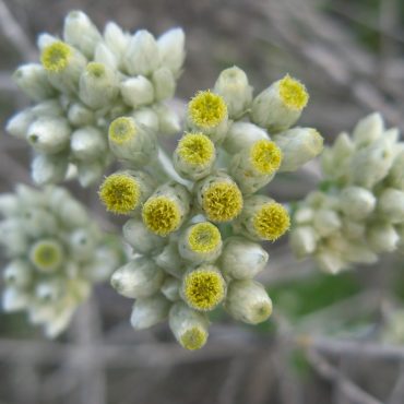 Cluster of yellow and white flower buds