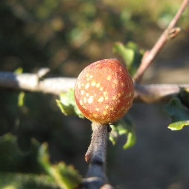 red and yellow spotted round beaked twig galls from the cynipid wasp