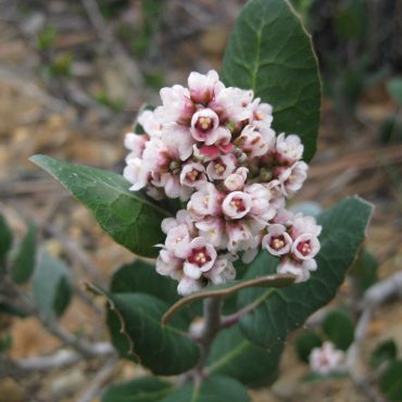 tiny white and pink flowers on branch
