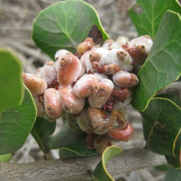 white and orange pods surrounded by green leaves