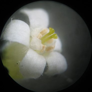 close up of tiny white flower under microscope