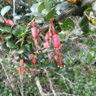 pink blossoms of the fuschia-flowered goosberry