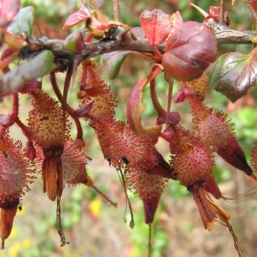 prickly pods of the fuscia-flowered gooseberry