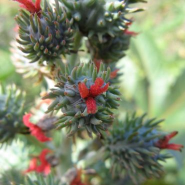 spiky green bulb with red flower