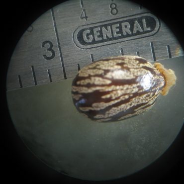 microscopic view of brown and tan beatle next to ruler