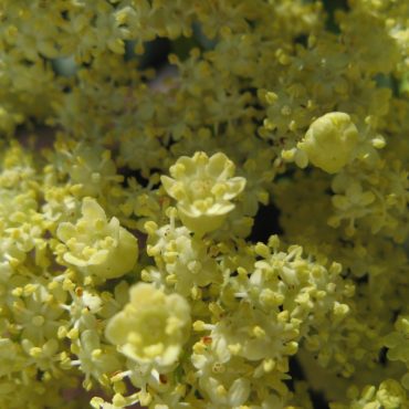 close up of tiny white and yellow flowers