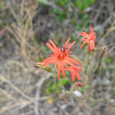 red flower with long skinny petals