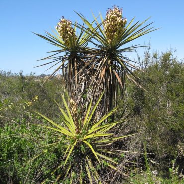 Tall plants with spikey leaves