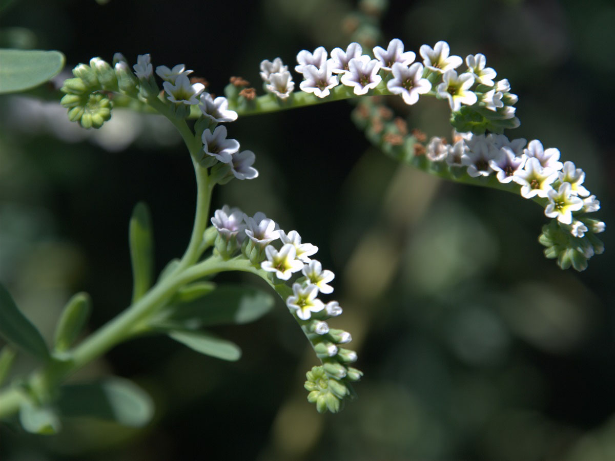 tiny white flowers running down curved stem