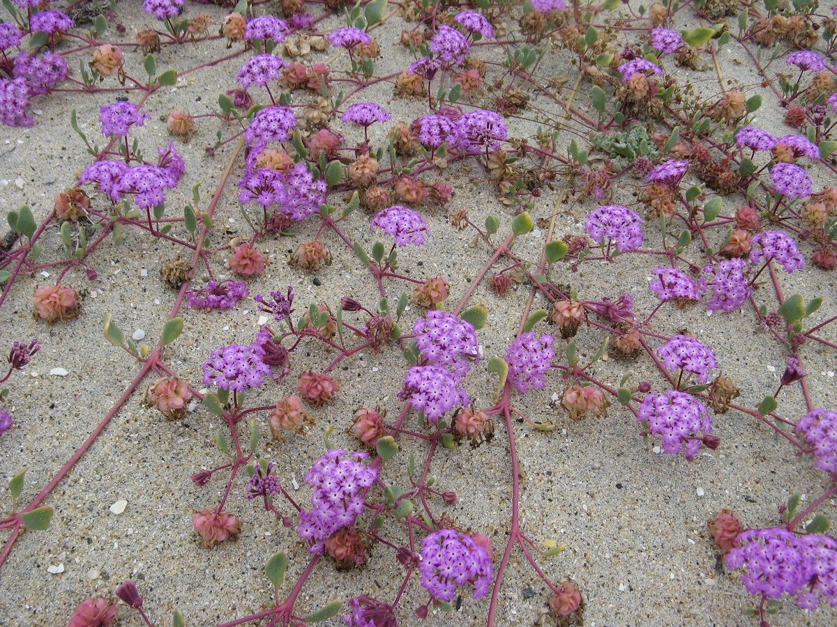 Clusters of small purple flowers growing along red vines on the sand