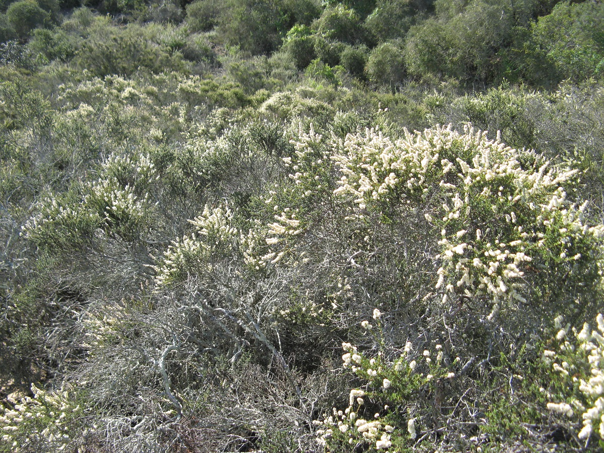 white bush plant