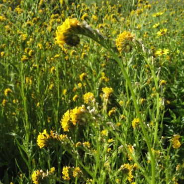 field of curled stems with yellow flowers sprouting from the top