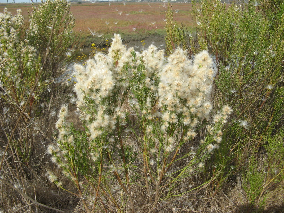bush with fluffy white flowers