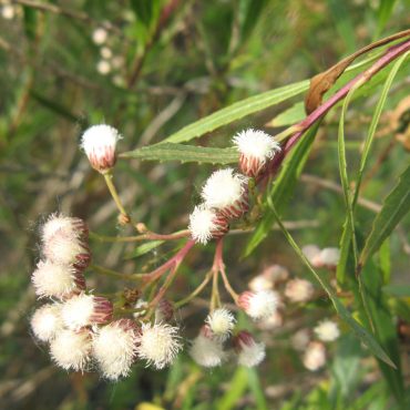 white puffy heads of the female Mule fat plant