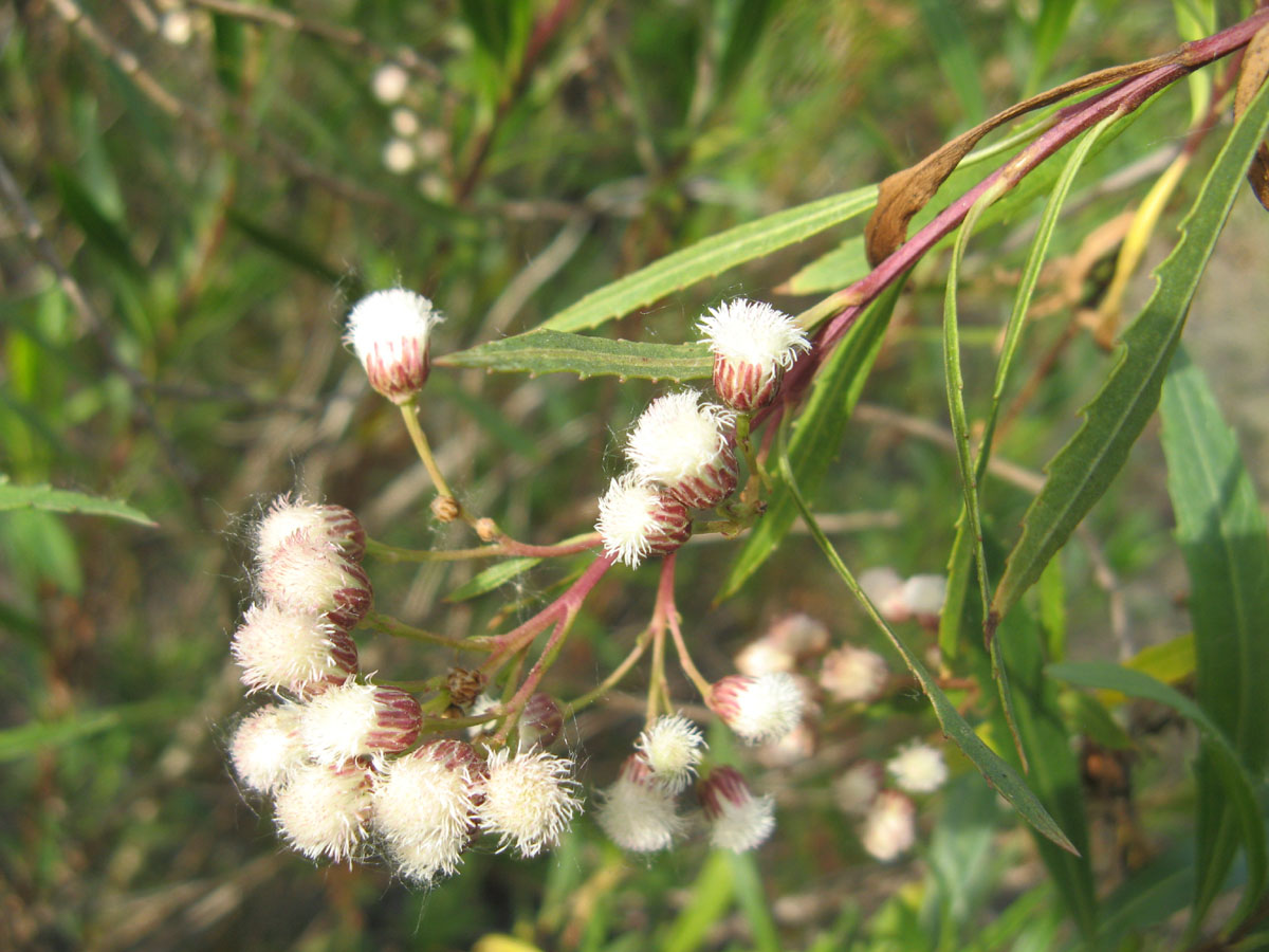 white puffy heads of the female Mule fat plant