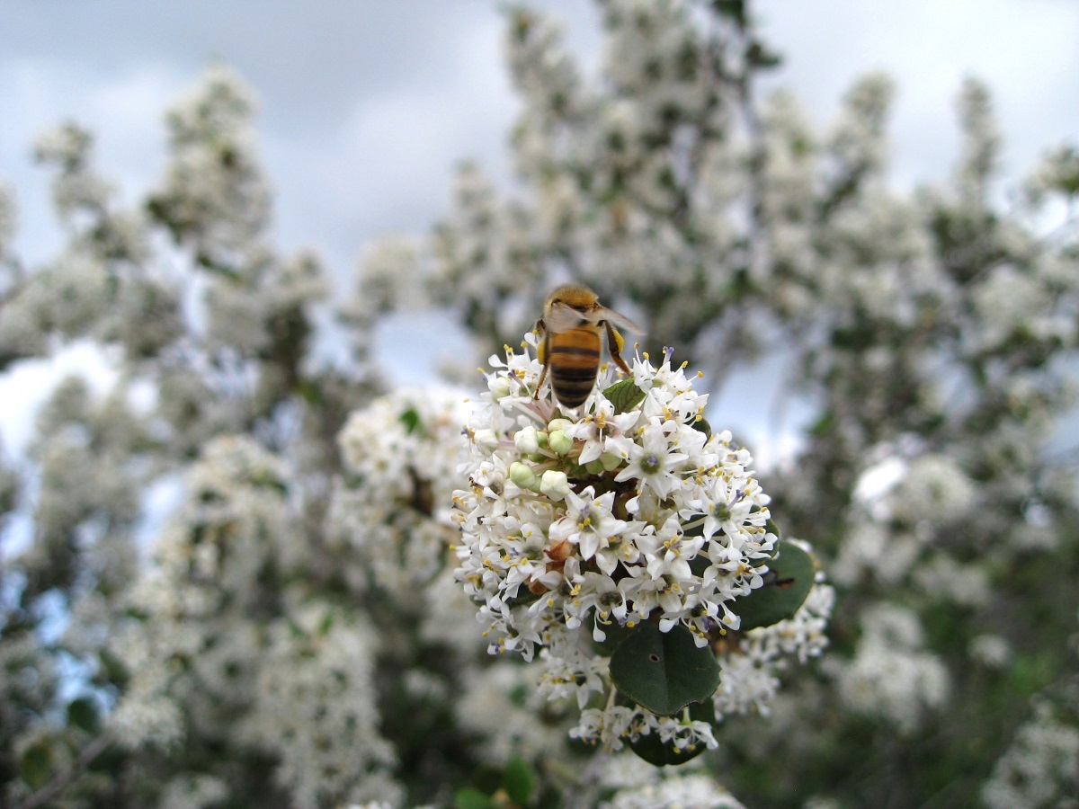 white flowers on tree branch with bee on them