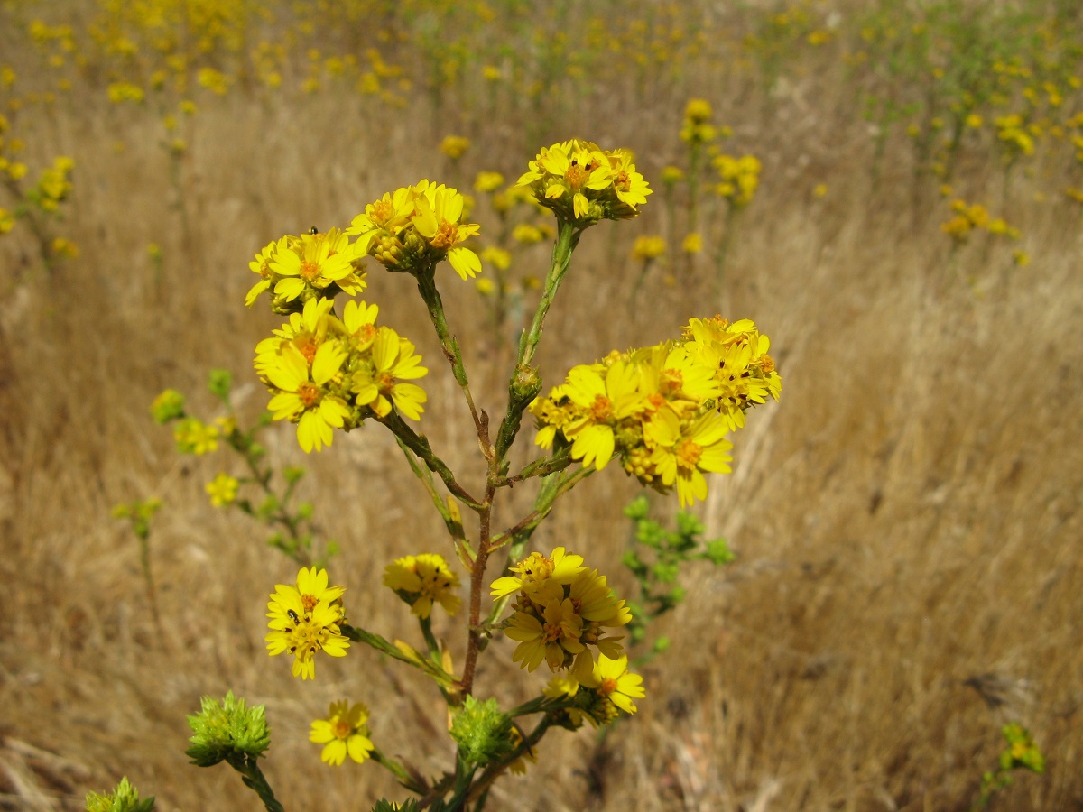 yellow flowers clumped together on a branch with multiple branches extending